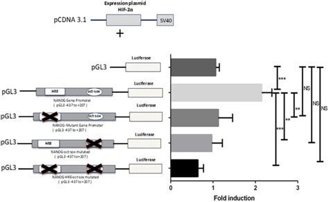 Schematic Representation Of The Hif 2α Expression Vector Download