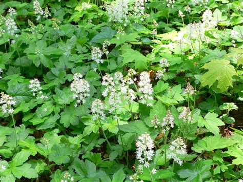 Foam Flower Plant Profile Sylvan Gardens Landscape Contractors