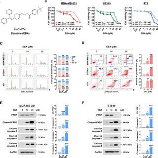 Ebastine Eba Reduces Cell Viability And Induces Apoptosis In Tnbc