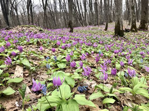 旭川空港【公式】 On Twitter 道内最大級のカタクリの群生地である「男山自然公園」 現在カタクリは満開になって、斜面を覆う光景