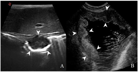 Animals Free Full Text B Mode And Contrast Enhanced Ultrasonography