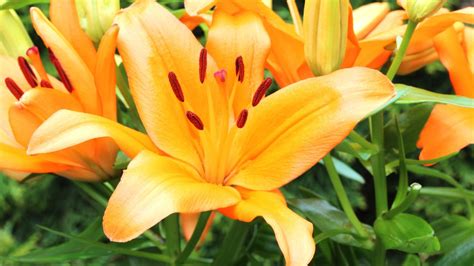 Daylilies: A Guide to these Easy-to-Grow Garden Favorites