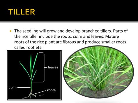 Presentation On Morphology Of Rice Plant