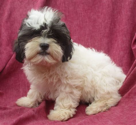 Shih Poo Puppies for Sale in New Windsor & Baltimore MD | Windsor Oak Farm