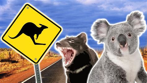 Australian Animals | Animals for Kids | Weird Wild Animals - YouTube