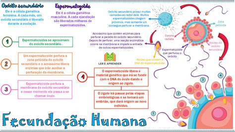 Atividades Sobre Reprodução Humana ROAREDU