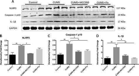 MCC950 Inhibited CUMS Induced Activation Of NLRP3 Inflammasome A The