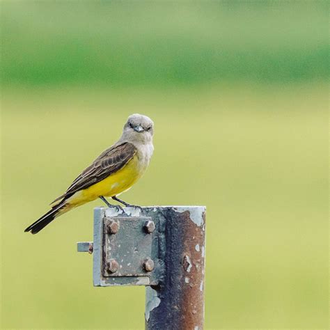 Western Kingbird, Denver, Colorado : r/Audubon