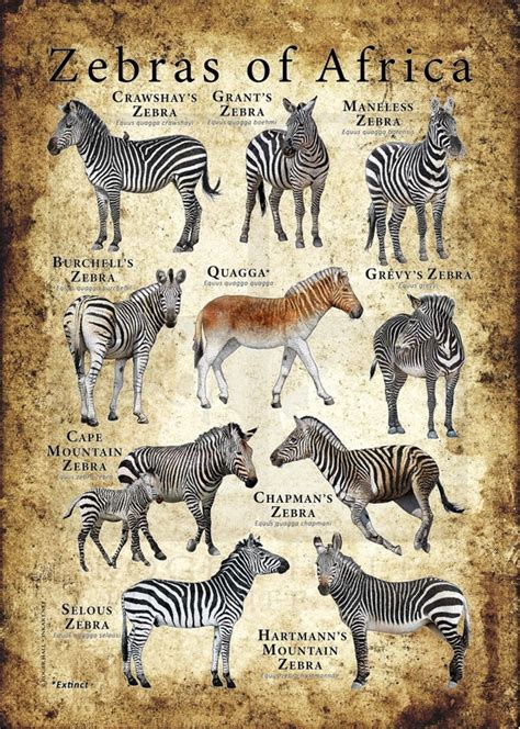 Zebras Of Africa Poster Field Guide Etsy