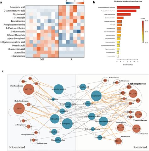 Metabolomic Analysis For Serum Samples In R And Nr Groups A Heat Map