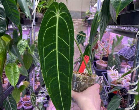 Anthurium Warocqueanum Dark Form Queen Anthurium Anthurium Rare