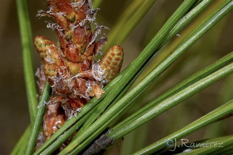 Pinus brutia