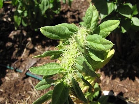 Spinacea Oleracea Spinach Go Botany