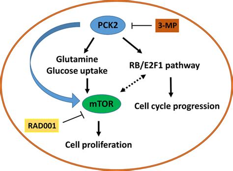 Mitochondrial Phosphoenolpyruvate Carboxykinase Promotes Tumor Growth