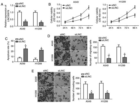 Long Noncoding RNA LINC00978 Promotes Cell Proliferation And Invasion