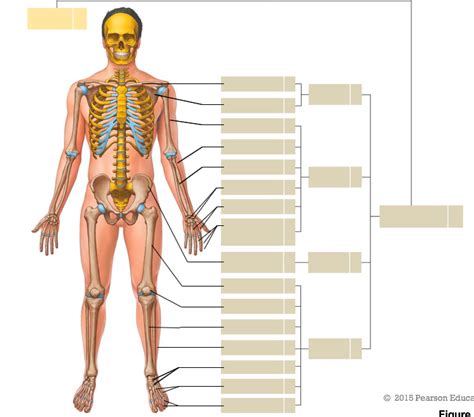 Appendicular Skeleton Diagram Quizlet