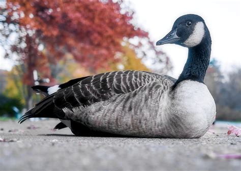 Canada Goose Portrait Photograph By Charles Muziani Fine Art America