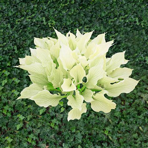 Improved White Feather Hosta | K. van Bourgondien - Wholesale Flower Bulbs and Perennials