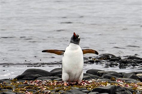 First Bird Flu Deaths Reported In Antarctic Penguins The New York Times