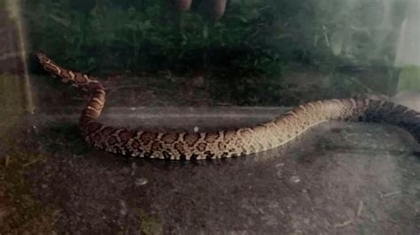 Snake bites 9-month-old baby playing on floor of Massachusetts home ...