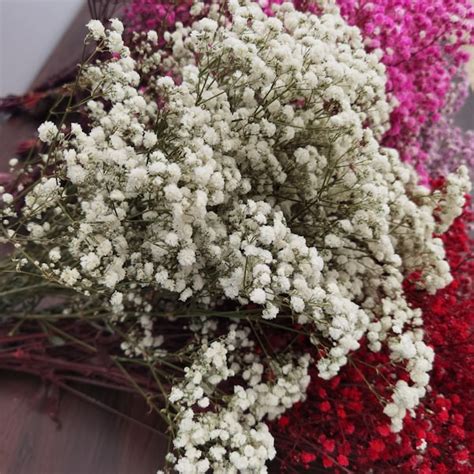 Babys Breath Bouquet Etsy