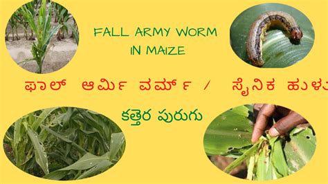 Fall Army Worm In Maize ಸೈನಿಕ ಹುಳು కత్తెర పురుగు Youtube