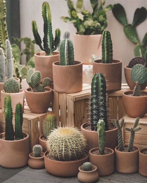 Plantas De Interior Cactus Handfie DIY