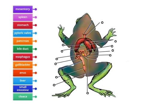 Structure Of A Frogs Digestive System Labelled Diagram