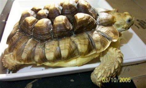 Sulcata Tortoise Care Sheet