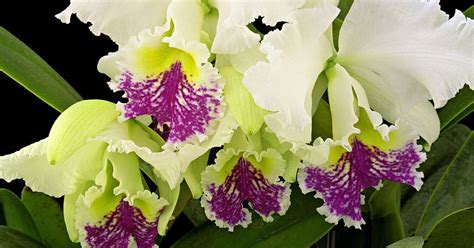 Orchids 1 | Longwood Gardens