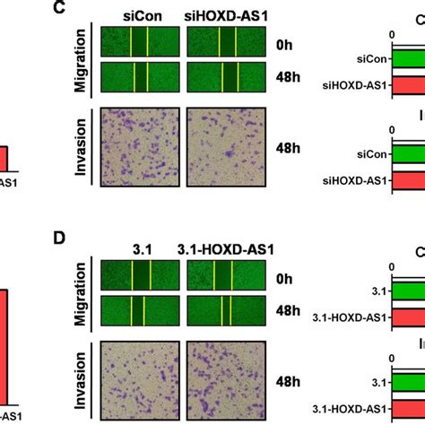 Hoxd As1 Promoted Cell Migration And Invasion In Cc Cells A The