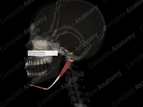 Antitragicus Muscle (Right) | Complete Anatomy