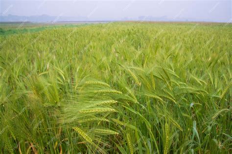 premium photo green barley   field raw barley agriculture