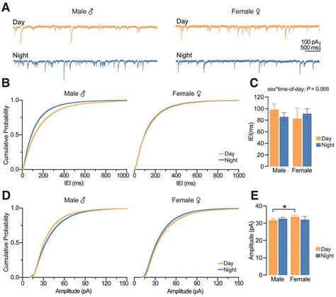 Examination Of Diurnal Variation And Sex Differences In Hippocampal