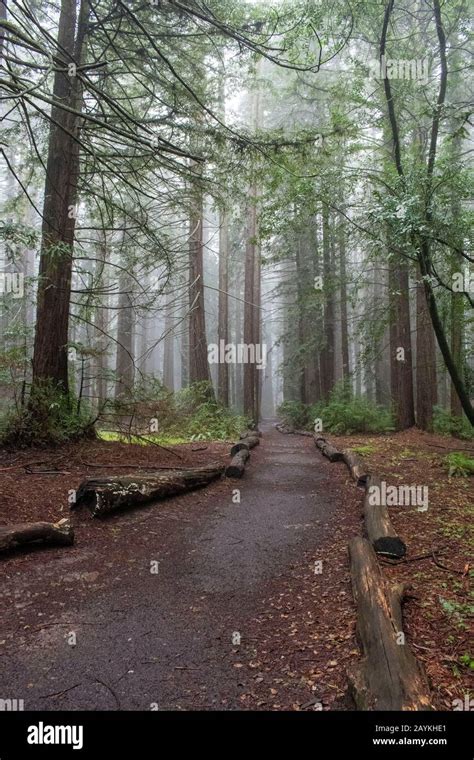 There are many walking trails inside Joaquin Miller Park in Oakland, CA ...