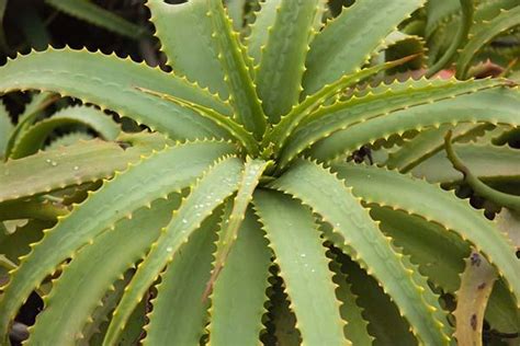 Aloe Arborescens Propriet Curative Effetti Collaterali E Come