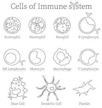 White Blood Cell Labeled