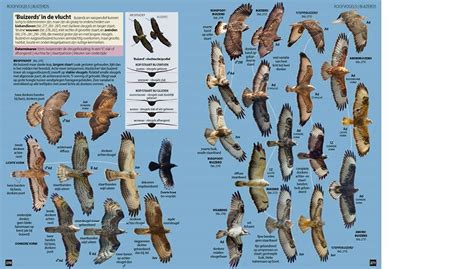 Nieuw Vogels Van Europa De Meest Complete Fotogids Vogelbescherming