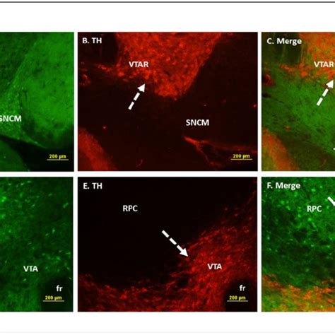 Double Immunofluorescence Labeling Demonstrating The Location Of Download Scientific Diagram