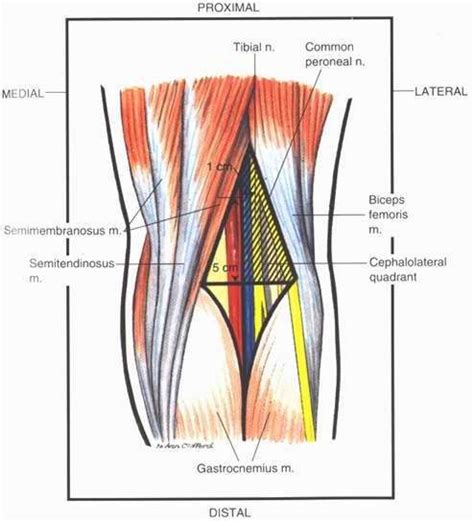 Popliteal Fossa Gross Anatomy Human Anatomy Knee Joint Anatomy