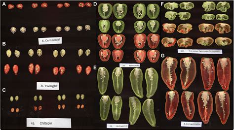 Frontiers Chile Pepper Capsicum Breeding And Improvement In The