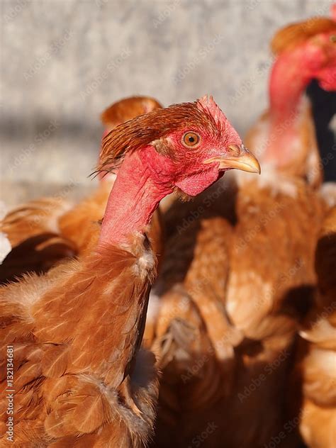 Poultry Naked Neck Pullet Or Hen Stock Photo Adobe Stock