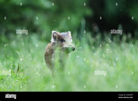 Wild boar piglet Stock Photo - Alamy