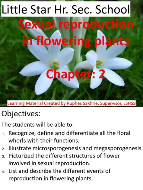 Biology Cl 12 Chapter 2 Sexual Reproduction In Flowering Plants Pdf Seed Flowers