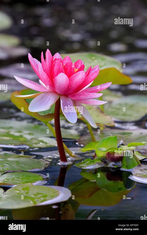 Bright Red Water Lilly In Pond With Lilly Pads Stock Photo - Alamy