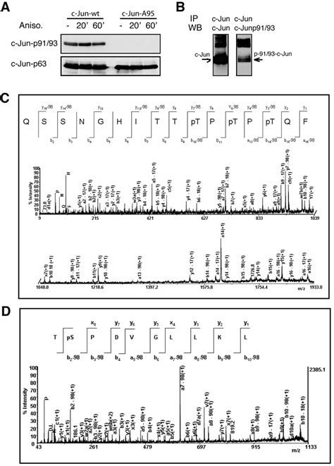 Phosphorylation Of Amino Acid Residues Within C Jun N Terminal