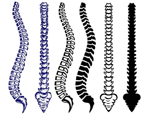 ANATOMY SPINE Svg Png, Spine Vector, Spine Svg, Spine Silhouette