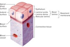 Anatomy Physiology Test 1 Quizlet