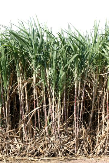 Sugarcane Plantation In A Vast Field With A Backdrop Of Tall Sugarcane