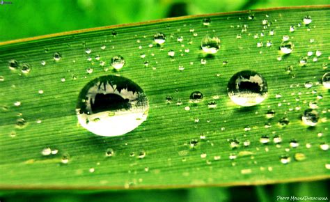 Gotas Rocio Agua Naturaleza Hoja 4k Hd Wallpaper